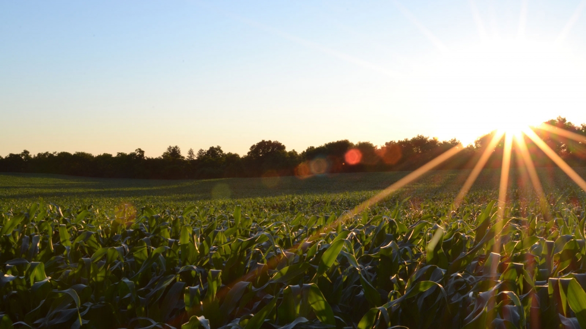A cornfield at sunrise