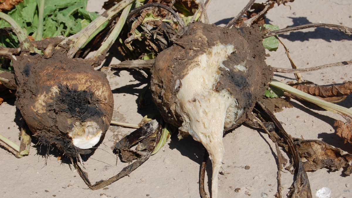 These sugarbeets demonstrate symptoms of a root disease characteristic of the wet-rot disease.