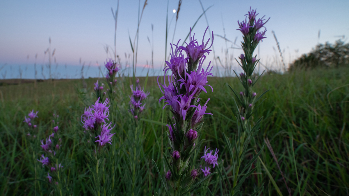 Purple wildflowers spring up amid the tall grass at Nine-Mile Prairie.