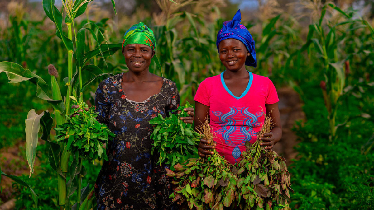 Two African women stand in a field holding plants.