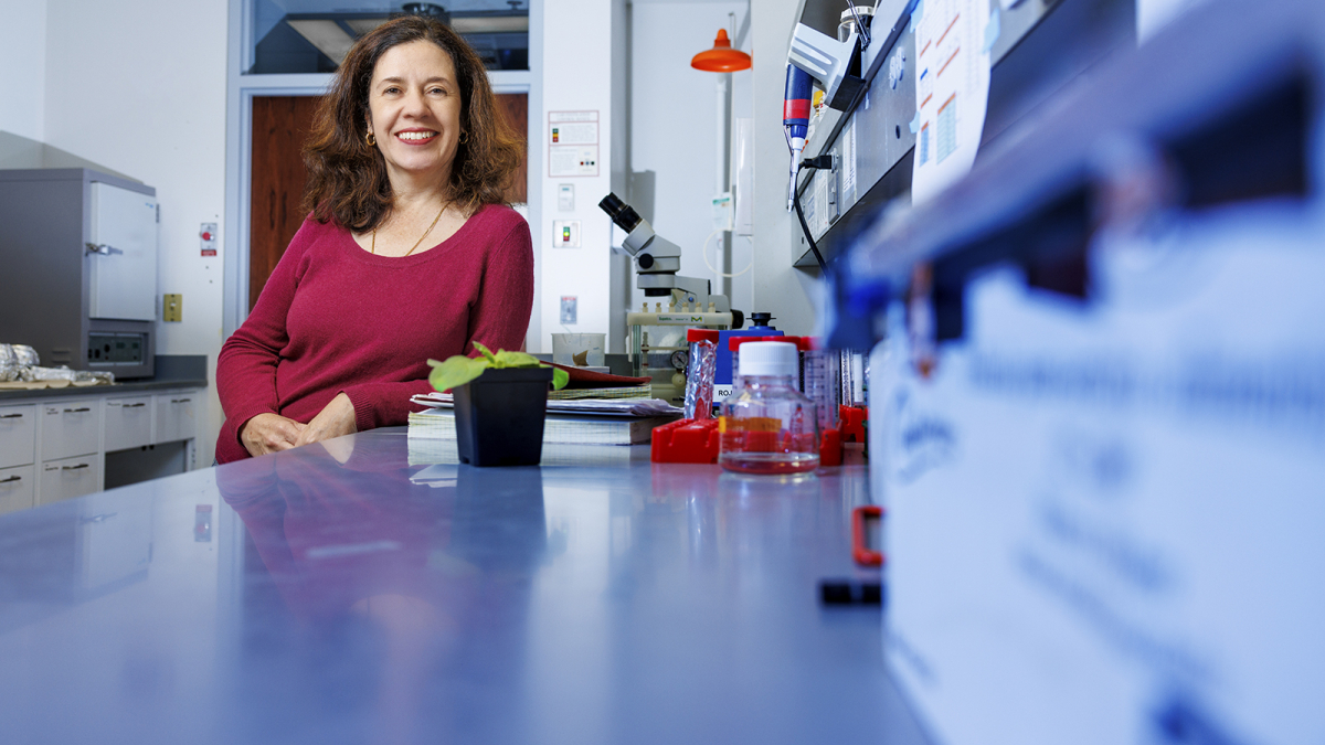 Clemencia Rojas, associate professor of plant pathology, in her Beadle Center lab.