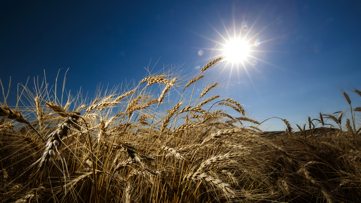 The sun shines over a wheat field.