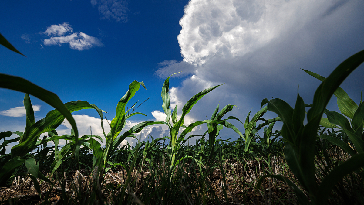 A cloudy sky over a cornfield