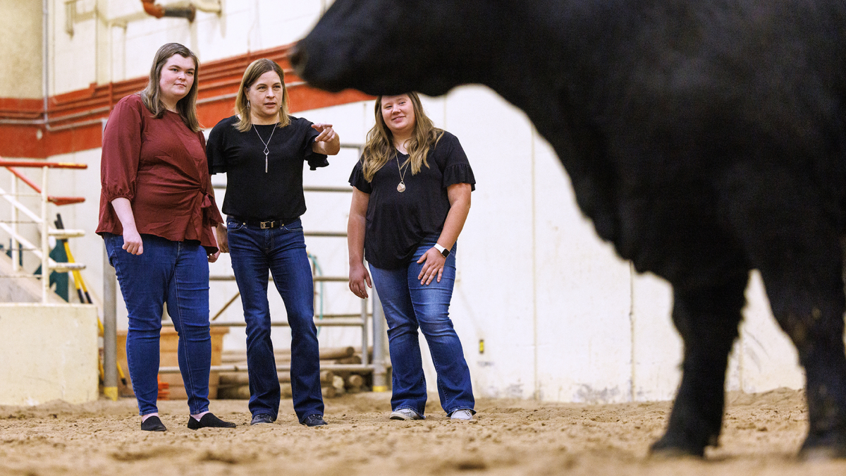 Jessica Petersen (center), associate professor of animal science, and graduate students Mackenzie Batt (left) and Lauren Seier (right) are part of a five-person Husker team whose research can expand the range of genetic tools used by breeders to boost cattle growth efficiency.