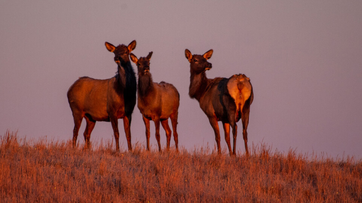 elk