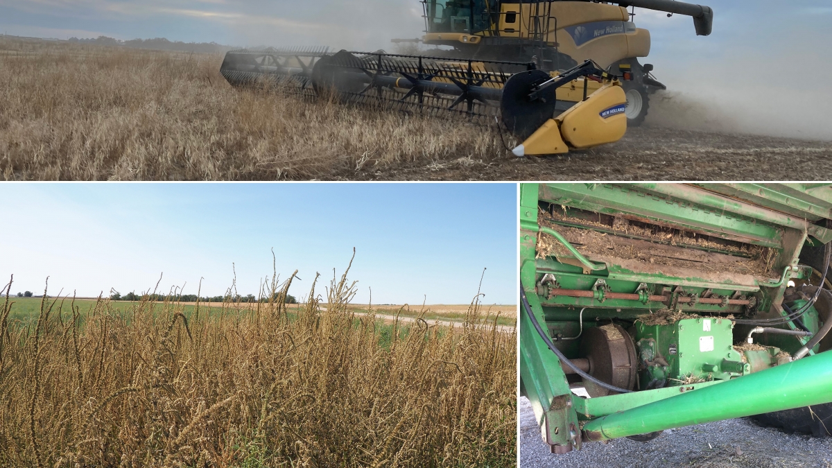 Combining weedy dry beans, Palmer amaranth in dry beans, Combine cleanout (photo by Meaghan Anderson).