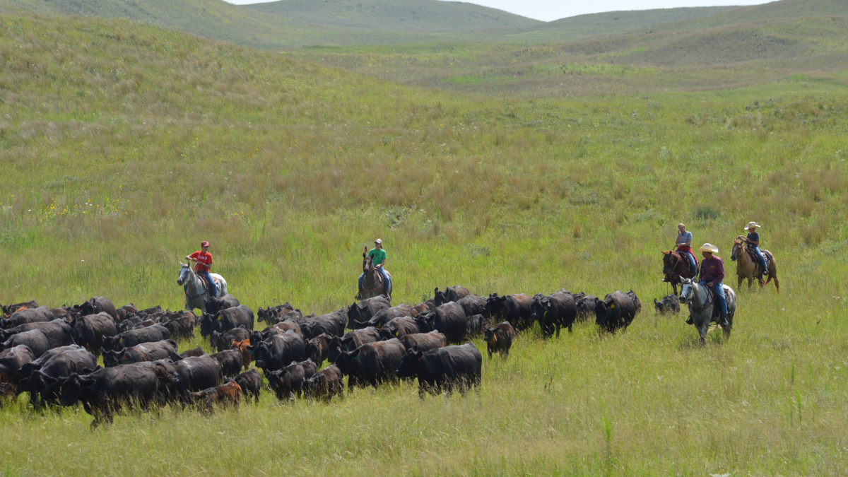 ranchers moving cattle