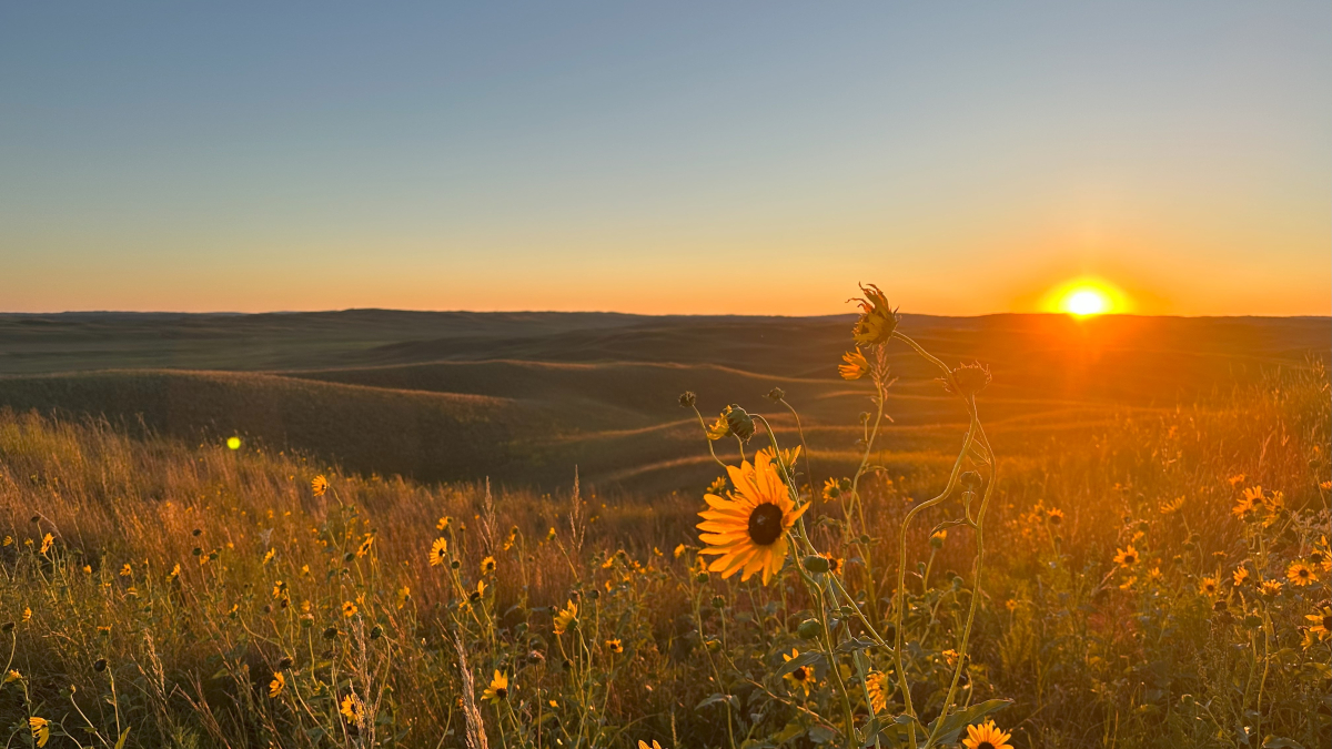 Sunset over grassland field