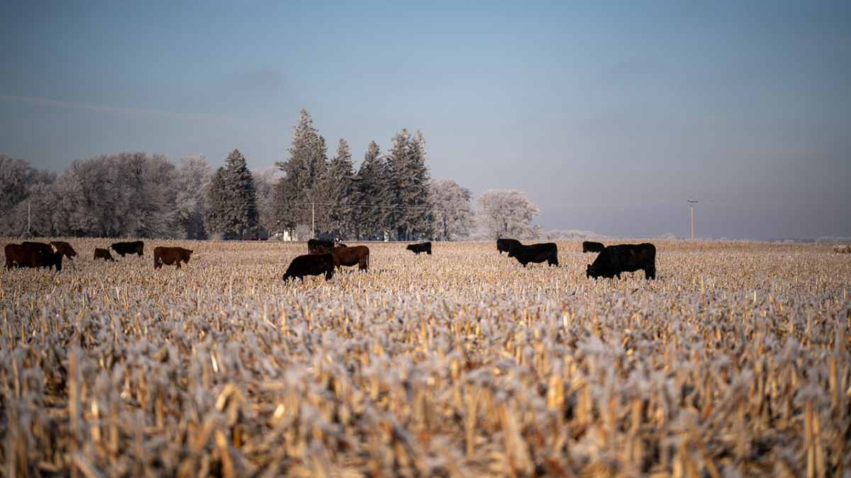 cattle grazing cornstalks