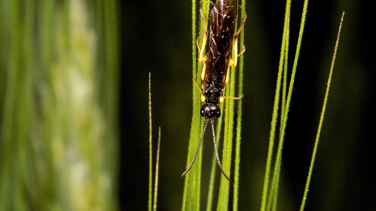 wheat stem sawfly
