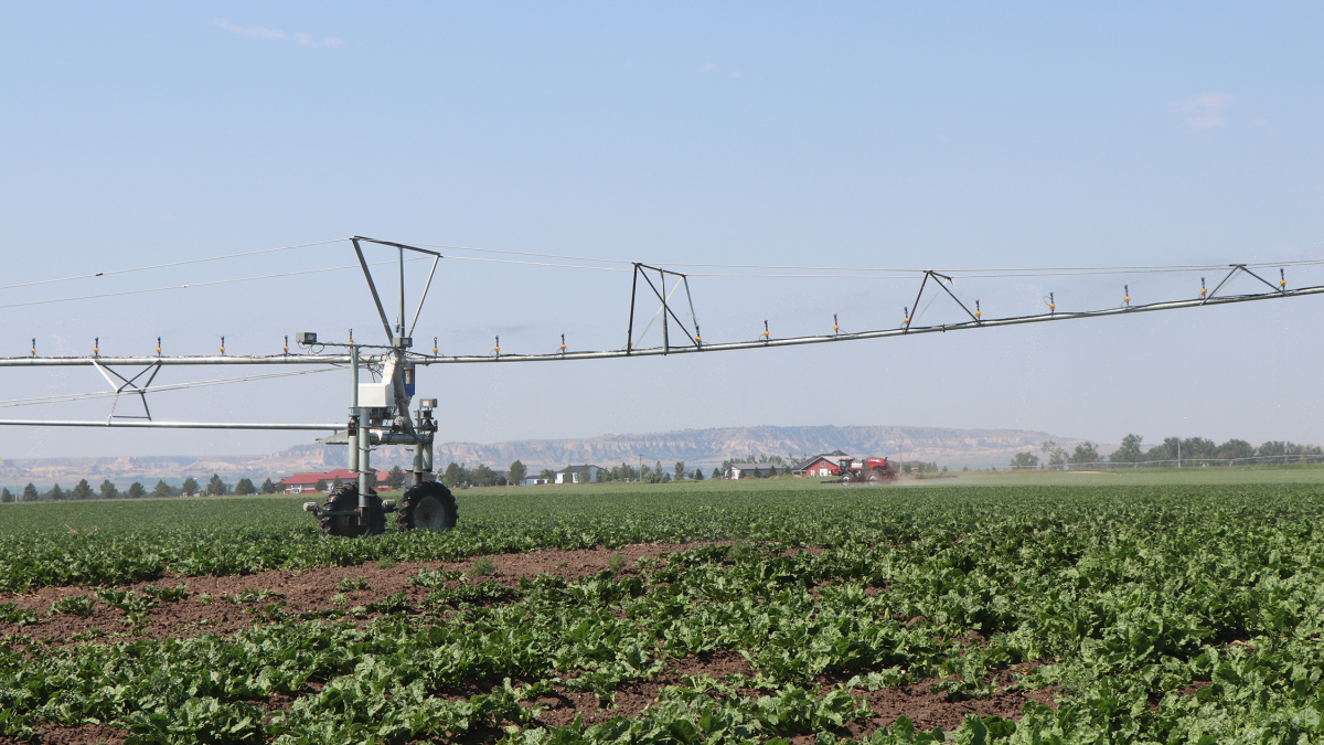 Beet Farm