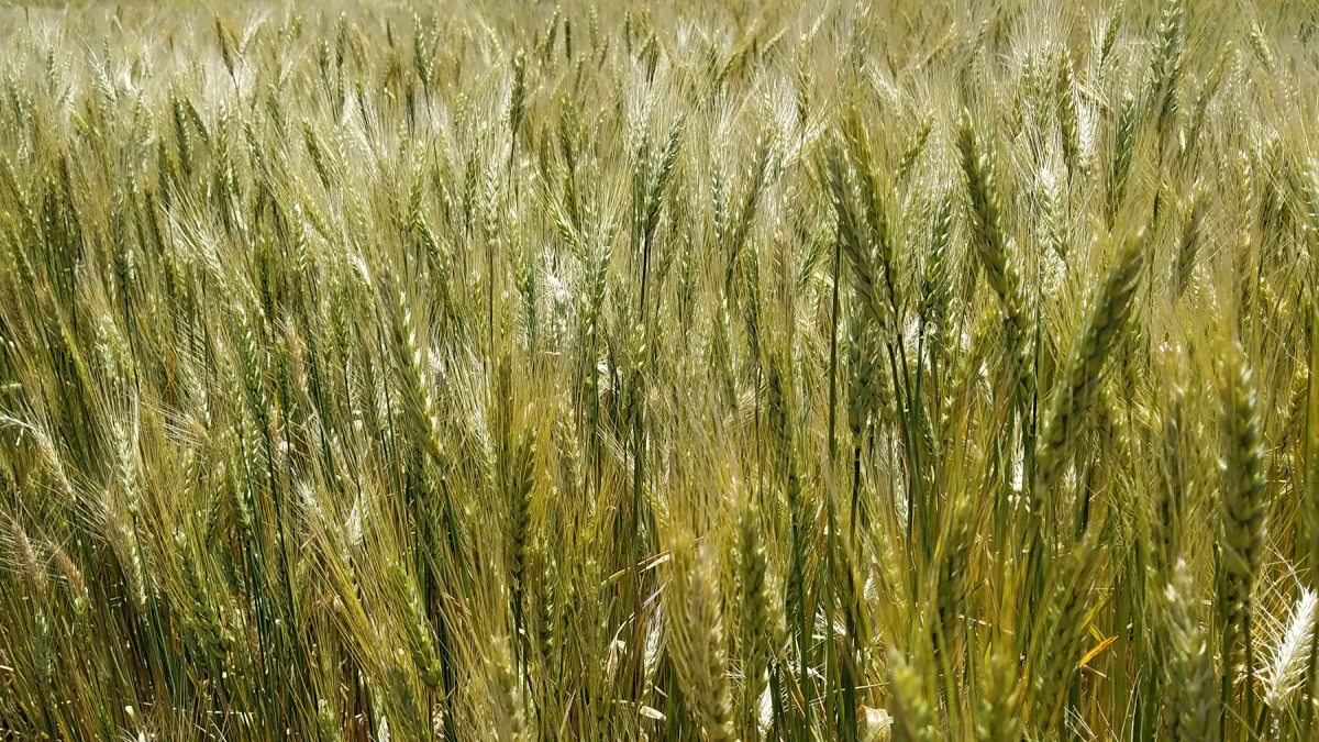 Maturing wheat near Sidney