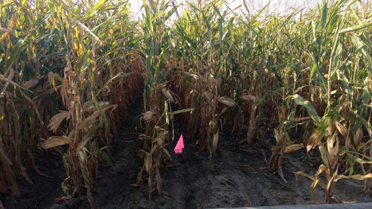 pipe irrigated corn field