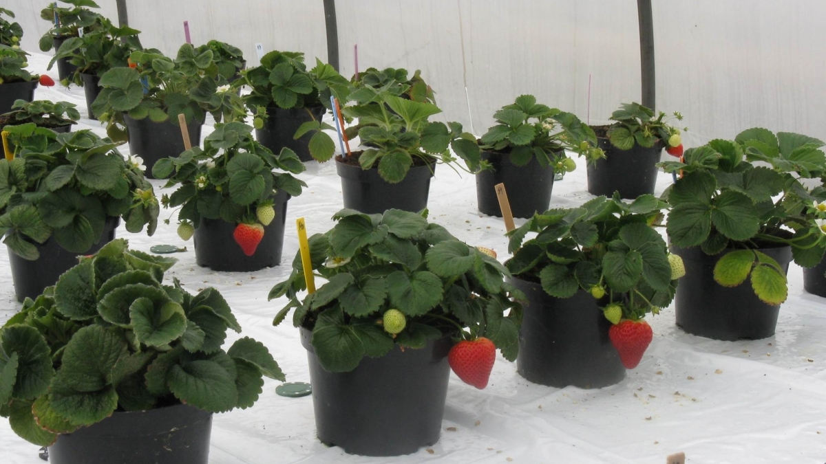 Strawberry plants in containers. Links to larger image.