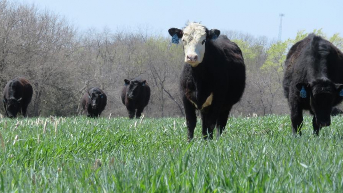 Cover crops and livestock grazing of cover crops will be among the presentations at the Southeast Nebraska Soil Health Conference March 6 in Beatrice.