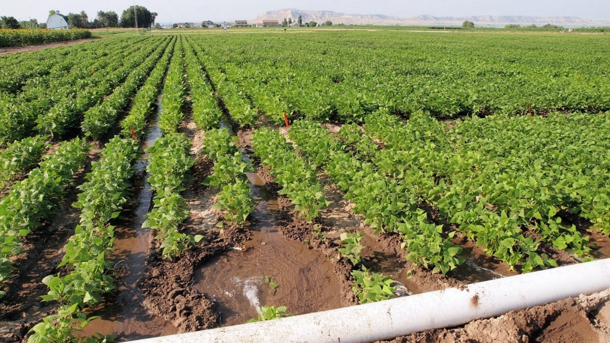 Furrow irrigation using gated pipe