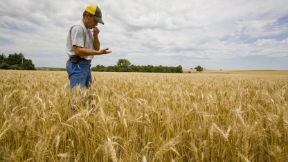 A farmer in a wheat field. Links to larger image.
