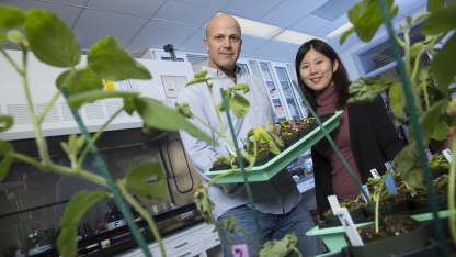 University of Nebraska researchers in greenhouse