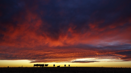 cattle against a sunset