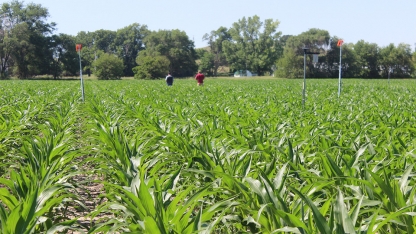 corn field with two people walking through it
