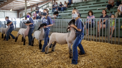 children with sheep at a county fair