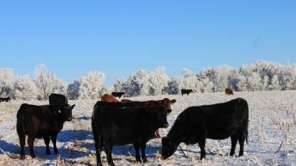 Cattle grazing on cornstalks