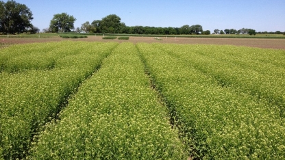 a crop field