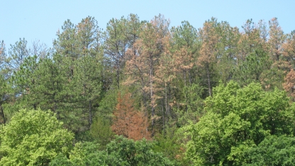 Ponderosa Pines along the Niobrara River