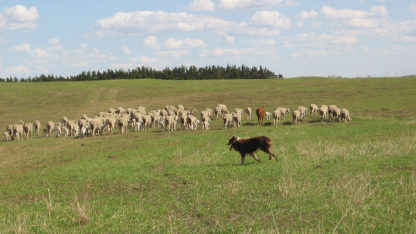 Nebraska Sheep & Goat Producers Association 