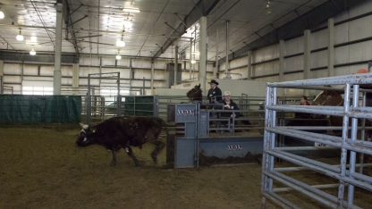 A calf at a rodeo.