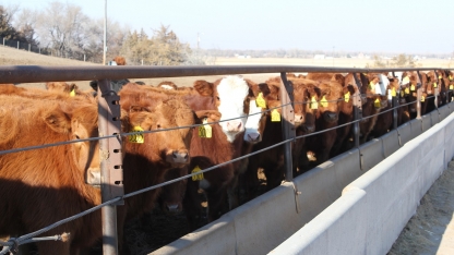 calves in feedbunk