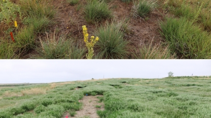 common mullein and cheatgrass