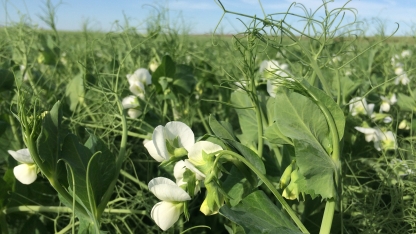 Field peas