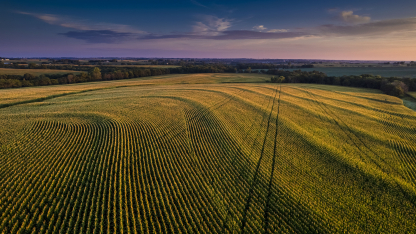 Aerial view of cornfield at sunrise