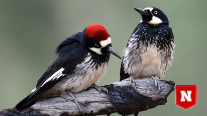 Two acorn woodpeckers perch on a branch