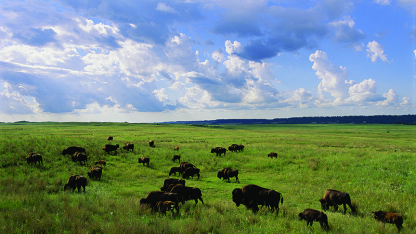 Bison roam the Sandhills in this photo that appears in the new publication, "The Nebraska Sandhills."
