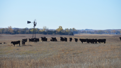 cattle grazing near windmill