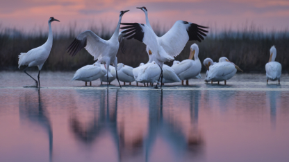 whooping cranes