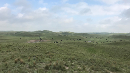 cattle grazing Sandhills