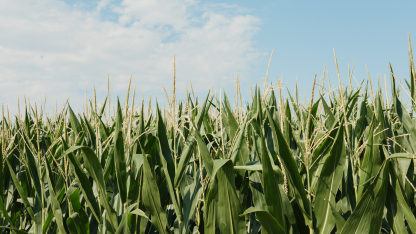 cornfield