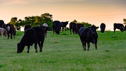 cattle grazing