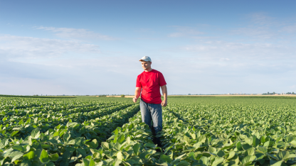 farmer walks through soybean field