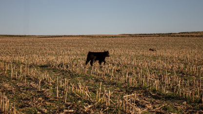 calf in cornfield