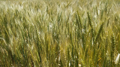 Maturing wheat near Sidney