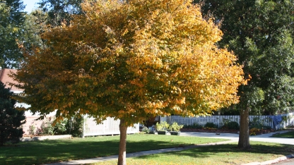a tree with yellowing leaves