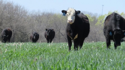 Cover crops and livestock grazing of cover crops will be among the presentations at the Southeast Nebraska Soil Health Conference March 6 in Beatrice.