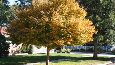 a tree with yellowing leaves