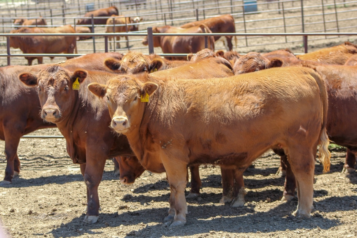 Cattle at a feedlot