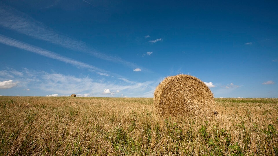 Hay bale in pasture