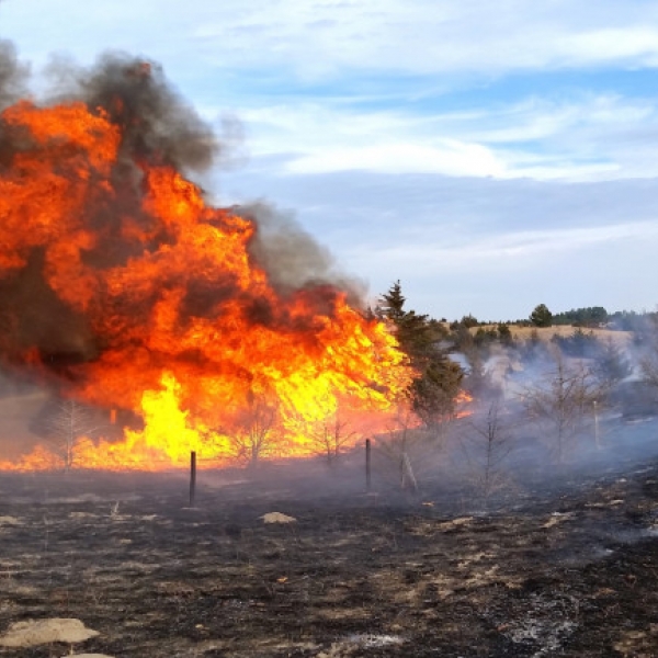 High-intensity prescribed fire used to kill encroaching eastern redcedar